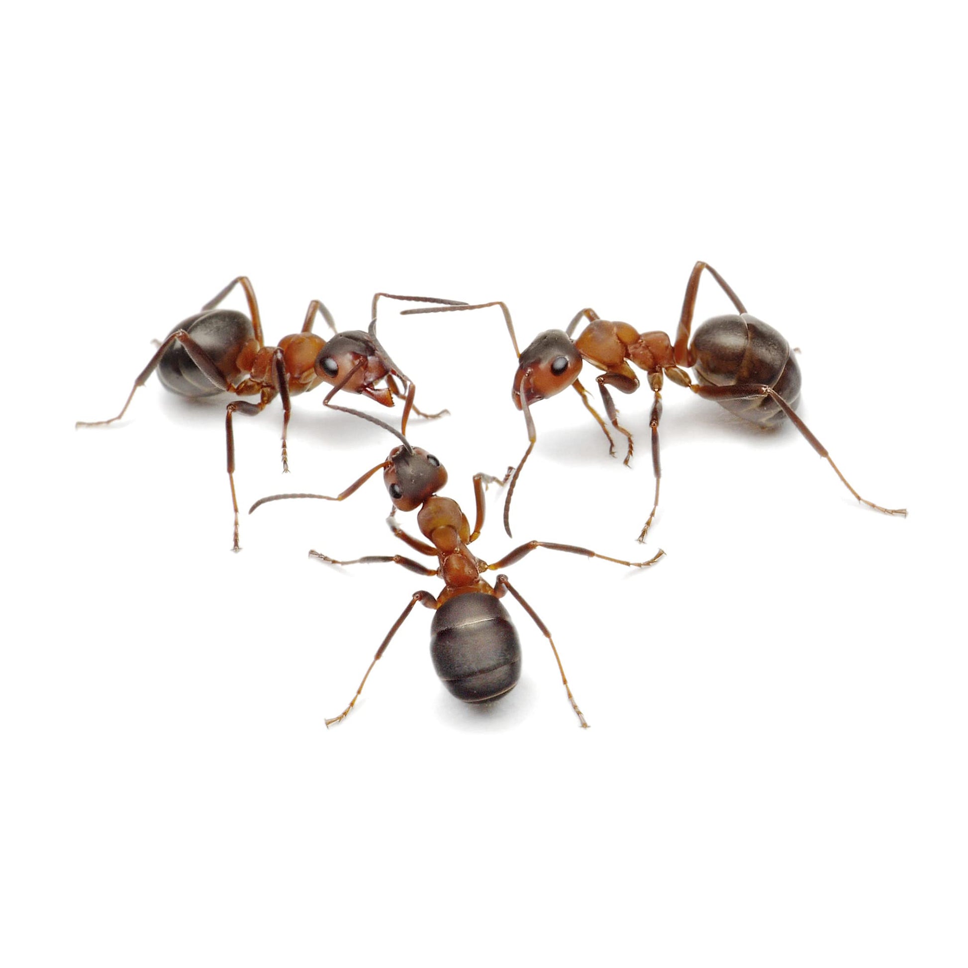 My Living World Ant World kit with ant habitat, equipment, and a 9-page bug guide, designed for ages 5 and up.