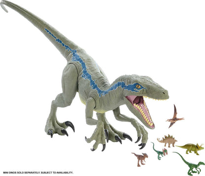 Jurassic World Large Dinosaur Toy, Super Colossal Velociraptor Blue Action Figure 3.5 Feet Long with Eating Feature, Gift for Kids, Única