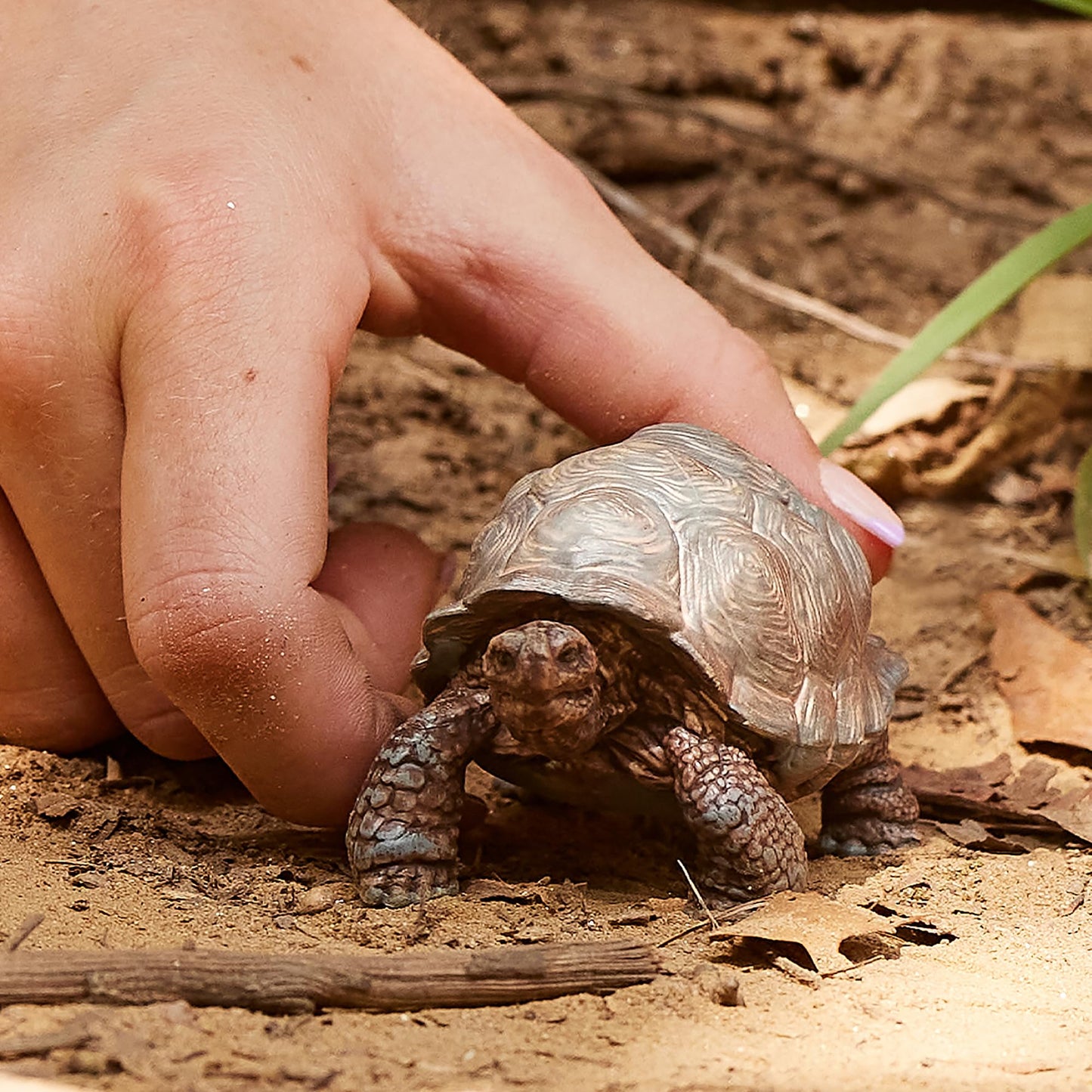 SCHLEICH Wild Life 14824 Realistic Exotic Galapagos Giant Tortoise Figurine - Wild Animal Giant Tortoise Toy for Wildlife Play and Imagination - Animal Toys Gift for Boys, Girls, Kids Ages 3+