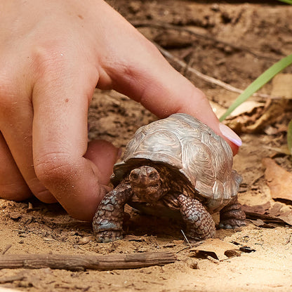 SCHLEICH Wild Life 14824 Realistic Exotic Galapagos Giant Tortoise Figurine - Wild Animal Giant Tortoise Toy for Wildlife Play and Imagination - Animal Toys Gift for Boys, Girls, Kids Ages 3+