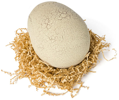 Jurassic World Primal Hatch Interactive Toy Dinosaur & Egg, Hatch & Train your own Baby Dino with 100+ Sounds & Reactions, Kids Toys for Boys & Girls Aged 5 & Up